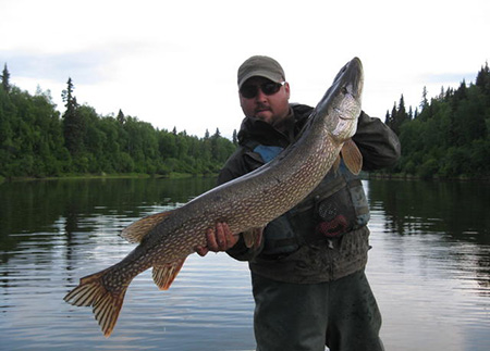 Fishing for pike can be a great experience but the illegal introduction of pike to areas of Southcentral Alaska and the Kenai Peninsula have devasted native trout and salmon populations in some waters and some fisheries have collapsed