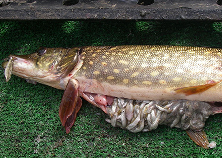 Juvenile salmon found in a northern pike stomach from Alexander Creek in the MatSu Valley