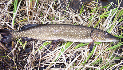 An invasive northern pike removed from Stormy Lake Nikiski in 2011 Northern pike have since been eradicated in Stormy Lake and in many other areas on the Kenai Peninsula to protect native fisheries
