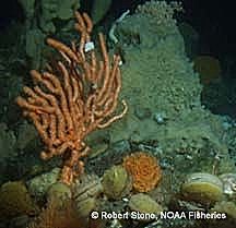 Calcigorgia spp another species of soft corals encountered during submersible dives around the Aleutian Islands