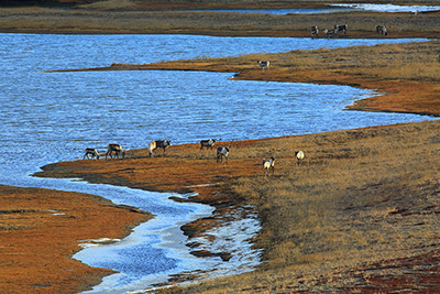 Caribou in the Western Arctic Herd Photo by Jim Dau