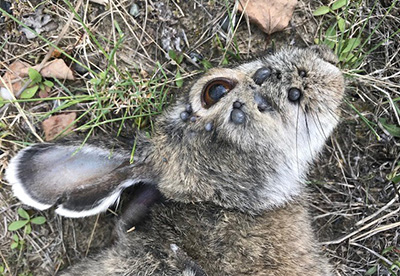A hare in the Yukon Territory with ticks Ticks such as squirrel ticks native to Alaska and the Yukon can transmit tularemia a bacterial disease which can spread from hares to pets and people