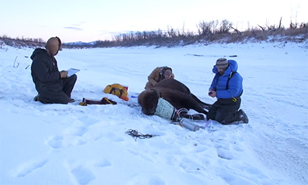Tom Seaton and colleagues examine a wood bison