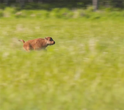A wood bison calf runs through the sedges near the Innoko River