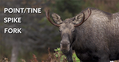 In many parts of Alaska moose management includes restrictions on the configuration of a bullrsquos antlers Knowing definitions for these terms and how to identify these antler distinctions in the field is a critical part of hunting moose in Alaska