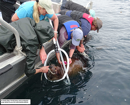 A team of marine mammal biologists works to cut a loop off a Steller sea lion in Southeast Alaska This work was conducted under NOAA permit 932190500MA009526