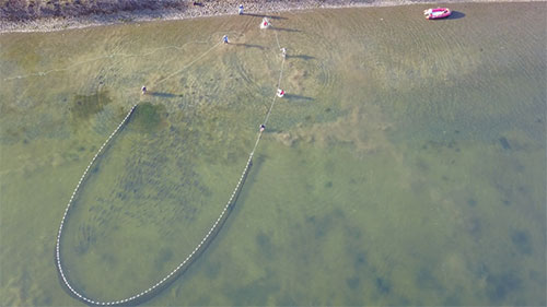 Using the drone to locate and beach seine coho salmon for tagging Note the school of fish in the net You can watch the entire seining process here a hrefhttpsvimeocom281703623utmsourceemailamputmmediumvimeocliptranscode201504amputmcampaign28749video from seining at Pasagshak Fall 2017 a