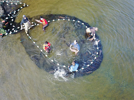 Tagging coho salmon in Lake Rose Teed