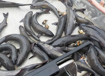 Sablefish on a processing table aboard the Medeia Photo by Aaron Baldwin ADFampG