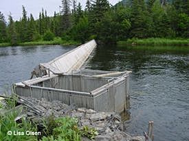 A fish weir a long fence stretches across the Russian River enabling Alaska Fish amp Game technicians and biologists to study migrating salmon as they move upriver