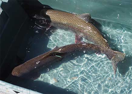 Tagged rainbow trout ready for release in the upper Kenai River