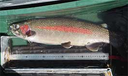 A tagged rainbow trout in its measuring tank on the lower Kenai River