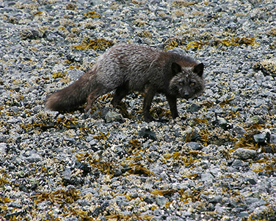 A wary ldquoblackrdquo or ldquosilverrdquo red fox on Kodiak Island photographed in June The longer silver guard hairs stand out against the black fur  Note the lighter fur at the tip of the tail characteristic of most red fox morphs Photo by Aaron Christ
