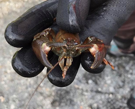 Signal Crayfish caught while snorkeling in Buskin Lake in August 2017 Note the telltale lsquosignalrsquo markings on the claws Photo Credit Michelle Stratton Kristine Dunker