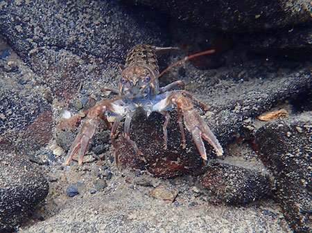 Signal Crayfish in the rocks in the southeast end of Buskin Lake Photo Credit Kelly Krueger