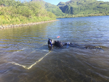 Snorkel surveys for signal crayfish in Buskin Lake Photo Credit Kelly Krueger