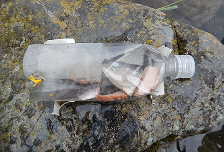 Derelict homemade crayfish trap that was found with dead Dolly varden inside Photo Credit Kelly Krueger