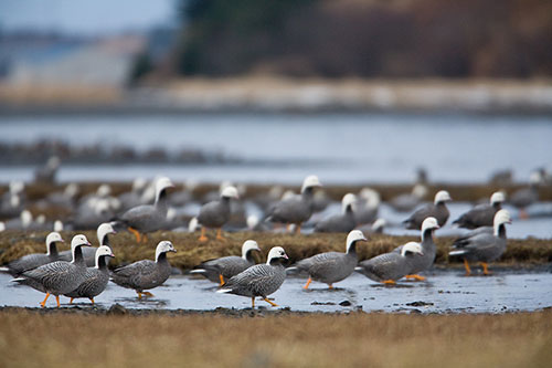 A flock of emperor geese Photo by Milo Burcham