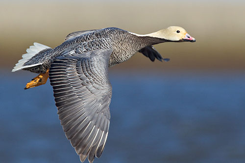An emperor goose in flight Most emperor geese spend winters along the Alaska Peninsula the Aleutians and Kodiak Island Photo by Milo Burcham