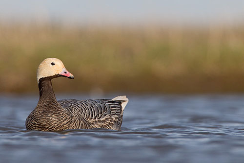 Emperor geese are managed cooperatively by the US Fish and Wildlife Service and the Alaska Department of Fish and Game Photo by Milo Burcham