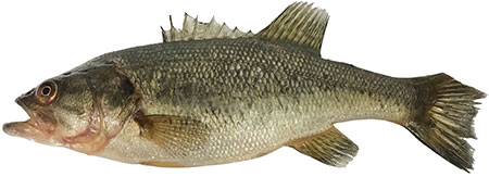 Largemouth bass from Sand Lake The tip of the tail fin was removed for a genetic test to confirm the species identification