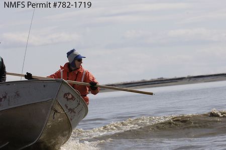 A marine mammal biologist with a biopsy pole preparing to take a pencilerasersize skin sample from a beluga Courtesy Lori Quakenbush Arctic Marine Mammal Program NMFS Permit 7821719