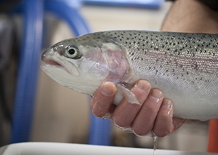 A ripe female rainbow trout is handled prior to spawning  Photo  copyADFampGRyan Ragan