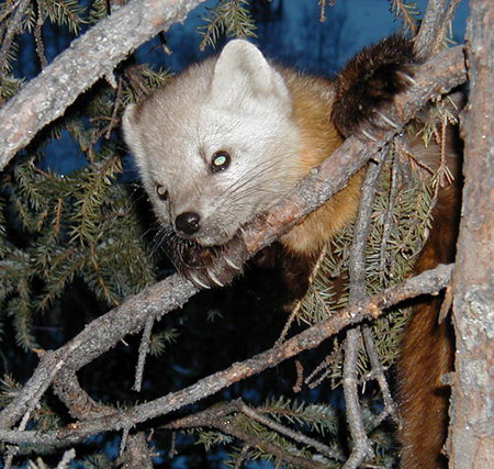 Photo courtesy Stan Zuray