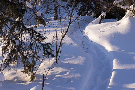 A marten trapper39s snowshoe trail in backcountry Alaska  Photo by Ken Marsh
