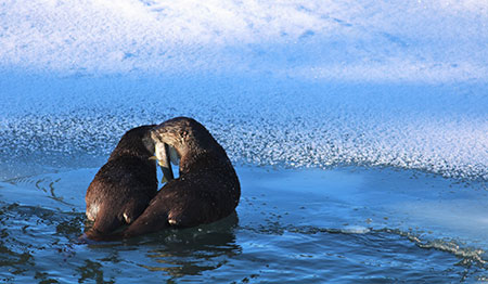 An otter pair plays and shares a grayling by the Tok River Photo by Sara Germain