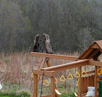 A pair of Homerarea moose quotboxingquot rearing up and kicking at each other with their front legs Note the ears are lowered and laid back Photo ADFampG