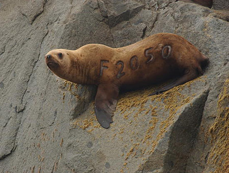 A marked Steller sea lion at Benjamin Island north of Juneau The letter F indicates the animal was branded as a pup at the Forrester Island complex in very southern Southeast Alaska  part of the Alaska Maritime National Wildlife Refuge