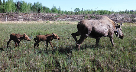 A cow moose and calves