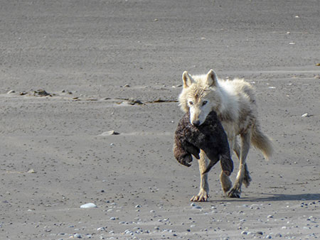 A wolf carries a sea otter pup as it strides down a beach in Katmai National Park In the Gustavus area where sea otter numbers have dramtically increased in recent years wolves are eating sea otters Photo courtesy National Park Service