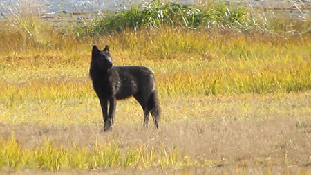 A black wolf on the Gustavus Forelands Photo by Kristen Romanoff