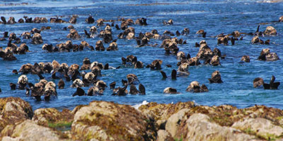 The sea otter population is increasing in Southeast Alaska and growth is striking in Glacier Bay After sea otters were reintroduced Southeast Alaska in the early 1970s they gradually expanded their range and were first reported in Glacier Bay in 1996 In 2012 numbers in the bay were estimated at 8500 animals