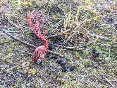 Sometimes not much is left at the site of a wolf kill In this case only the skull and vertebrae are left of the prey Also left behind were some wolf scats Wolf biologist Gretchen Roffler said she attempts to collect as much evidence as she can at each of the sites as part of her pilot study to quotquantify what wolves are killing and how many animals they are killing during different seasonsquot