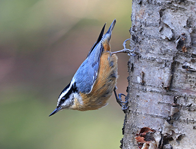 A redbreasted nuthatch Photo by Tim Bowman