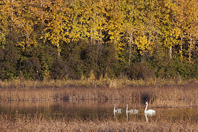 Potter March in the fall with swans Photo by Ken Marsh