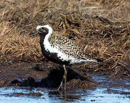 Pacific Golden Plover Photo by Jim Dau