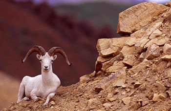 A Dall sheep in Denali National Park Photo by Jeff Mondragon