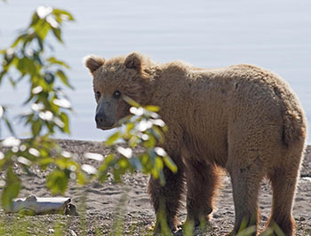 A young brown bear pauses to glance at the photographer along the shoreline of Naknek Lake in Katmai National Park and Preserve Photo by Ken Marsh