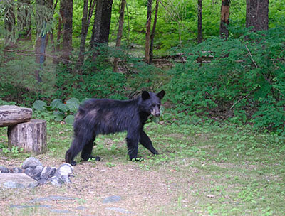 A yearling bear in Juneau In late June mother black bears tend to quotrun offquot yearling about 18 monthold cubs prior to mating These yearlings may be especially curious and quick to investigate human food sources Keep all bear attractants out of reach Photo by Jennelle Jenniges
