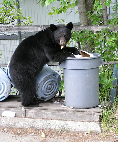 An urban black bear with an inappropriate food source Photo by Rick Sinnott