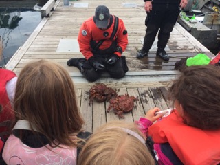 ADFampG diver Joe Stratman displays some crabs caught in the North Harbor in Petersburg Photo by Sunny Rice Alaska Sea Grant Marine Advisory Program