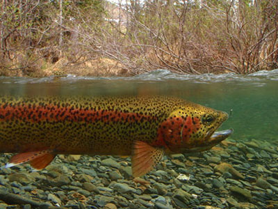 A native Alaska rainbow trout Photo by Shane Hertzog