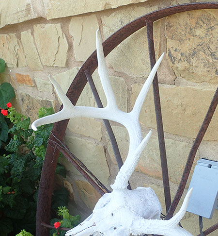 A whitetailed deer rack at Balcones Wildlife Refuge in Texas Mule and blacktailed deer antlers branch in a Yconfiguration a four point buck having two ldquoYrdquo points on two beams Whitetails like this one shows have individual tines growing off one main beam Photo by Riley Woodford