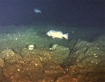 A rockfish near the seafloor The laser points can be seen in the center of the picture these help biologists estimate the size of fish