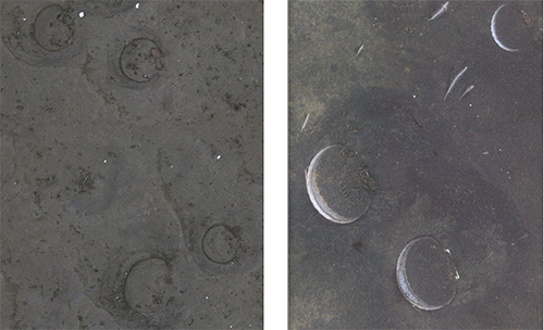Scallops on the left have settled into the sediment the outline of their shells can be seen in the divots on the right they are up on the edge and opened and feeding CamSled photosADFampG