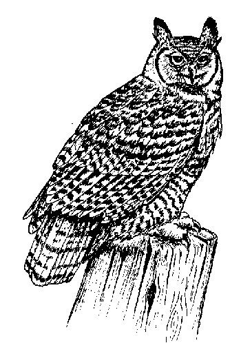 A great horned owl featured in one of the emAlaska Wildlife Ecology Cardsem